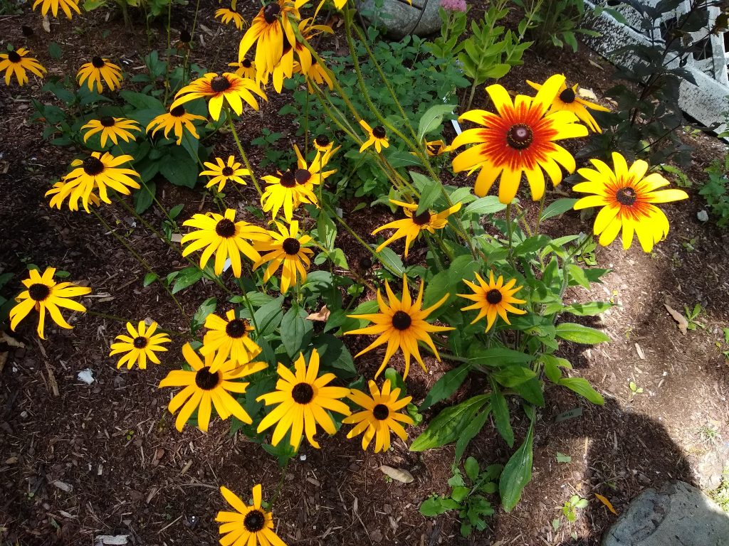 Spring flowers