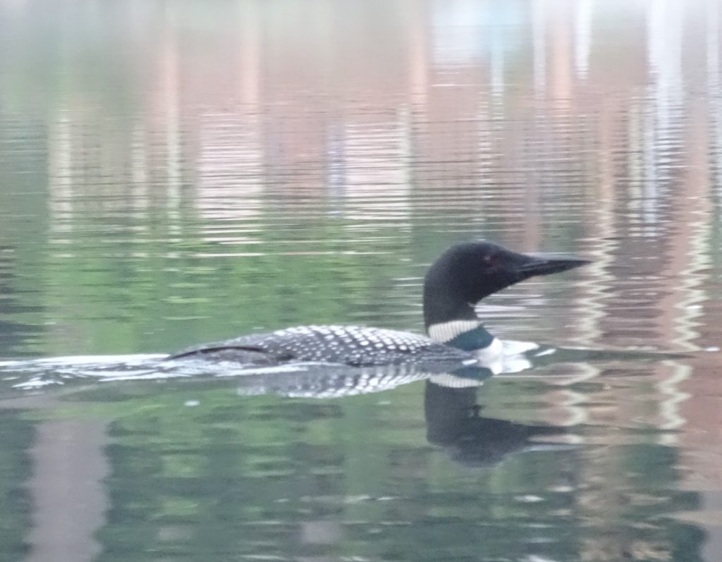 Loon