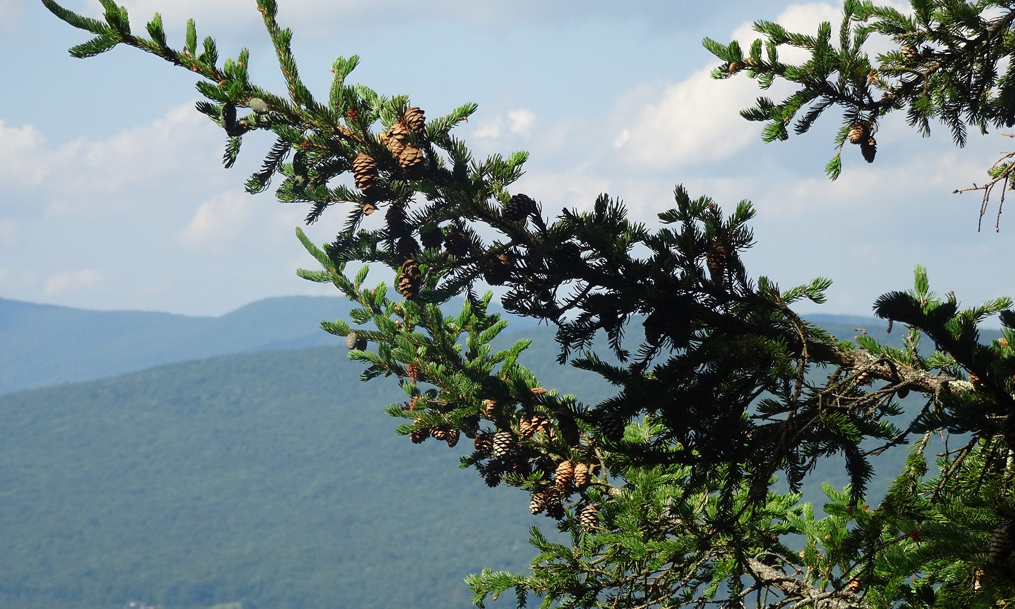 View frmo Appalachian Trail at Clarendon Gorge North